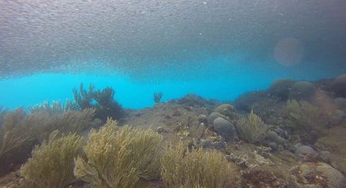 1_bv-product-web-gallery-colombia_0002s_0000s_0018_Diving-027