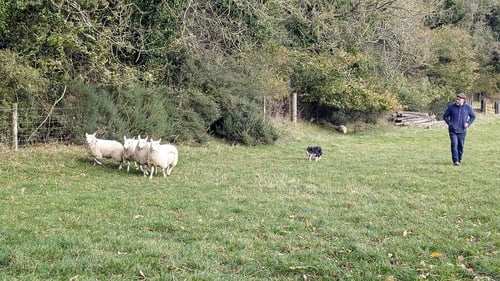 celtic-live-sheepdog-demo-pxl_20241024_105750950.mp