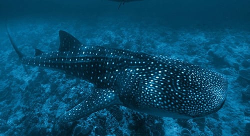 bv-product-web-gallery-12