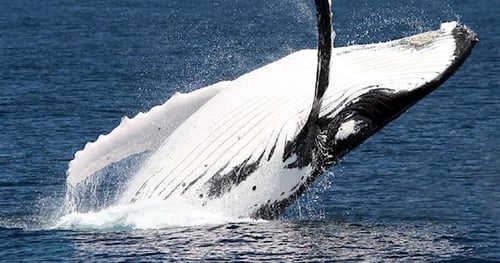 25319-4248dced-384e-47e3-98f4-2ea2869a8dd6-thumbnail