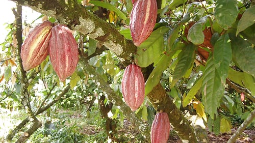 ht_id_jkt_surabaya_ext_1