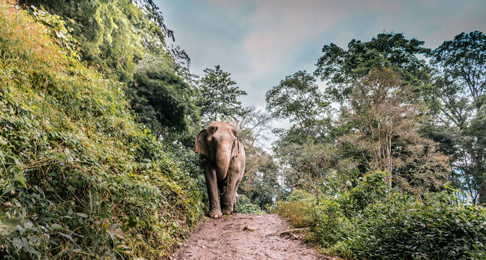 Chiang Mai Elephant Thailand