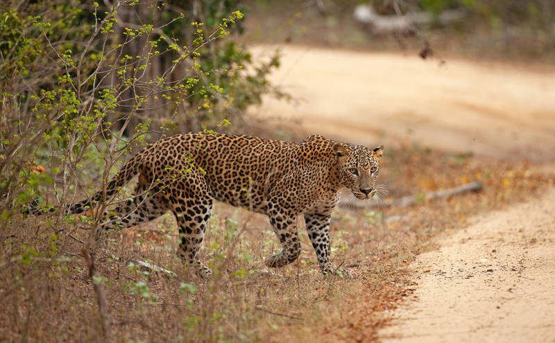 Leopard Crossing A Dirt Road In Sri Lanka