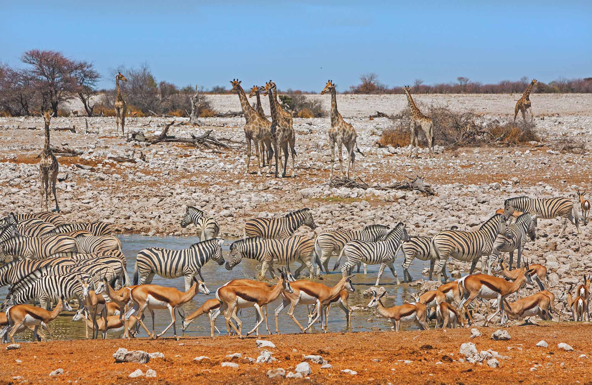 Giraffer, zebror och impalor vid en vattenkälla under safari i Namibia.