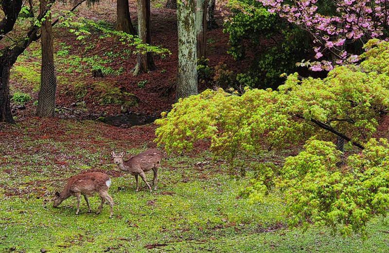 A couple of deer grazing in Nara park