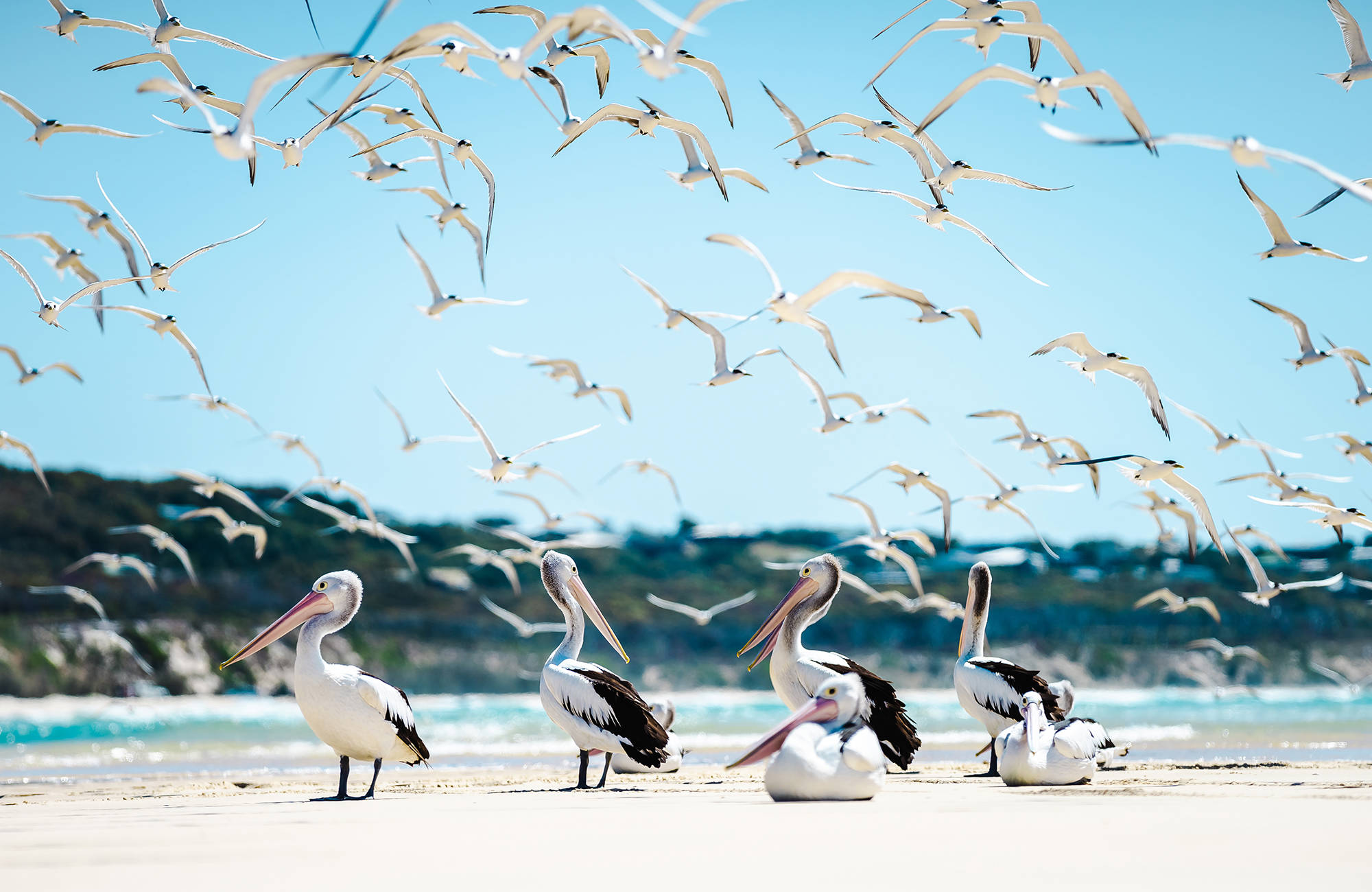 Fraser Island Birds