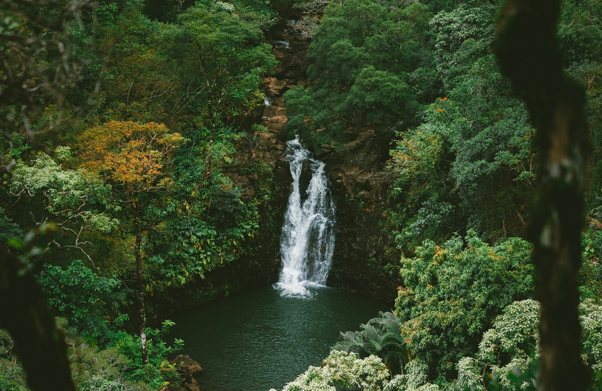 Jungle Waterfall Cover