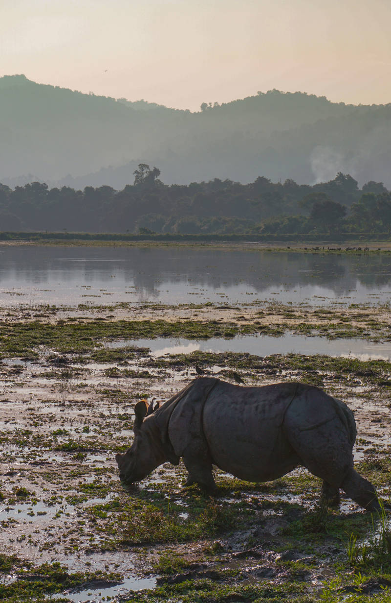 Rhino at a lake in Kaziranga National Park in India