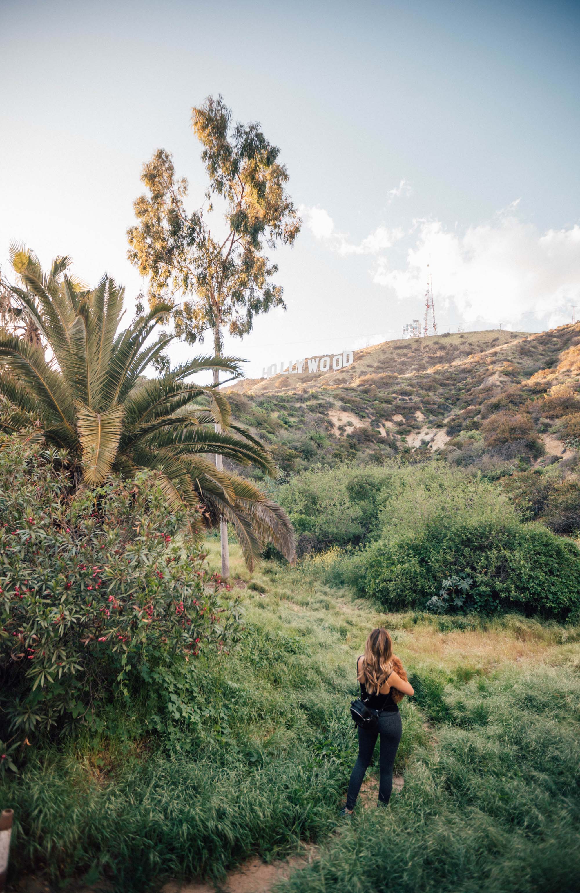 palmer i los angeles i solnedgången